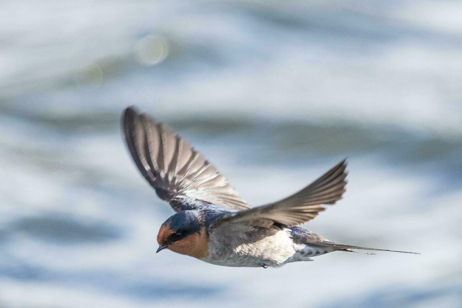 Bienvenido golondrina en australasia foto