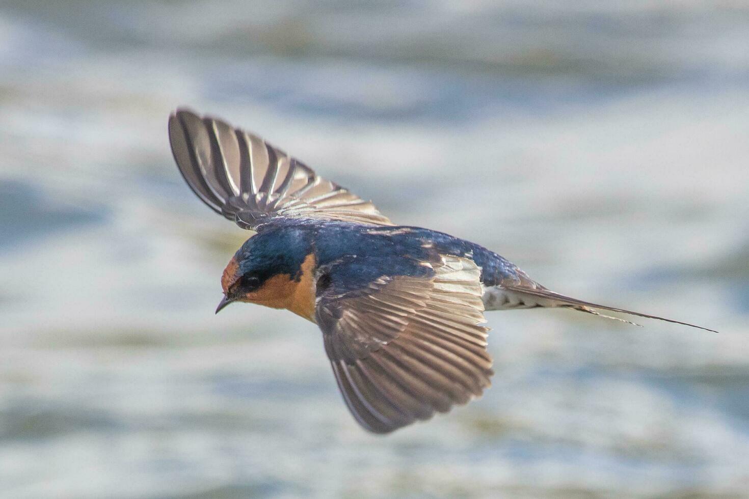 Bienvenido golondrina en australasia foto