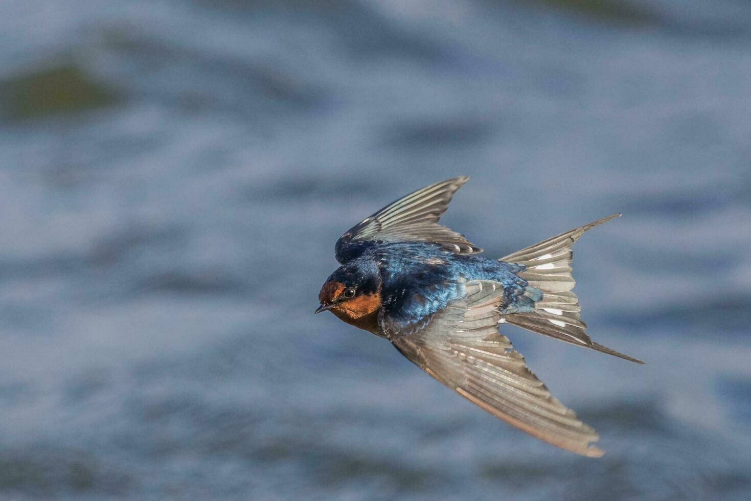 Bienvenido golondrina en australasia foto