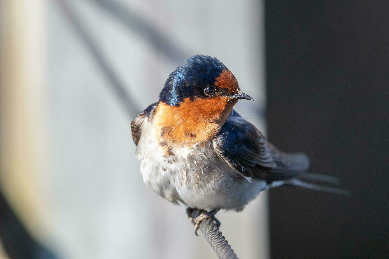 Welcome Swallow in Australasia photo