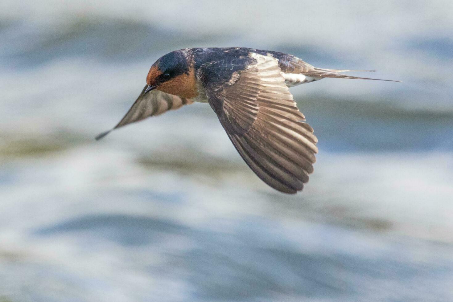 Bienvenido golondrina en australasia foto