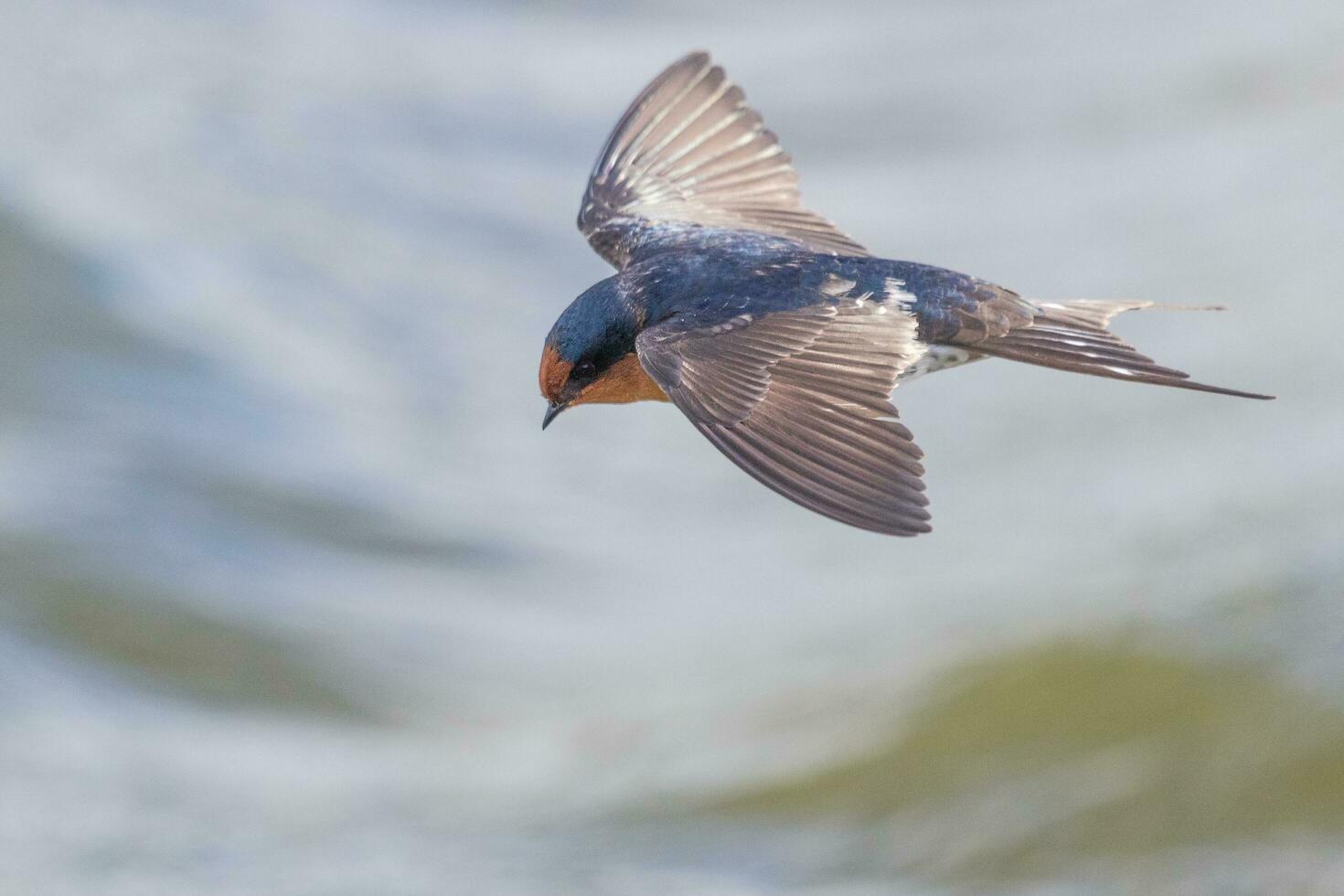 Welcome Swallow in Australasia photo