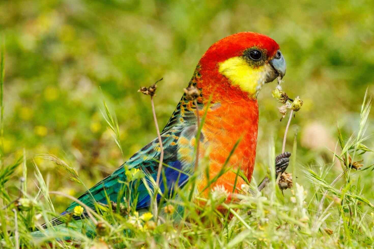Western Rosella Parrot photo