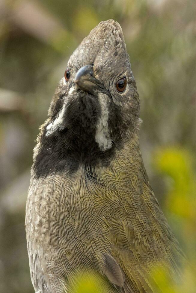 Western Whipbird in Australia photo