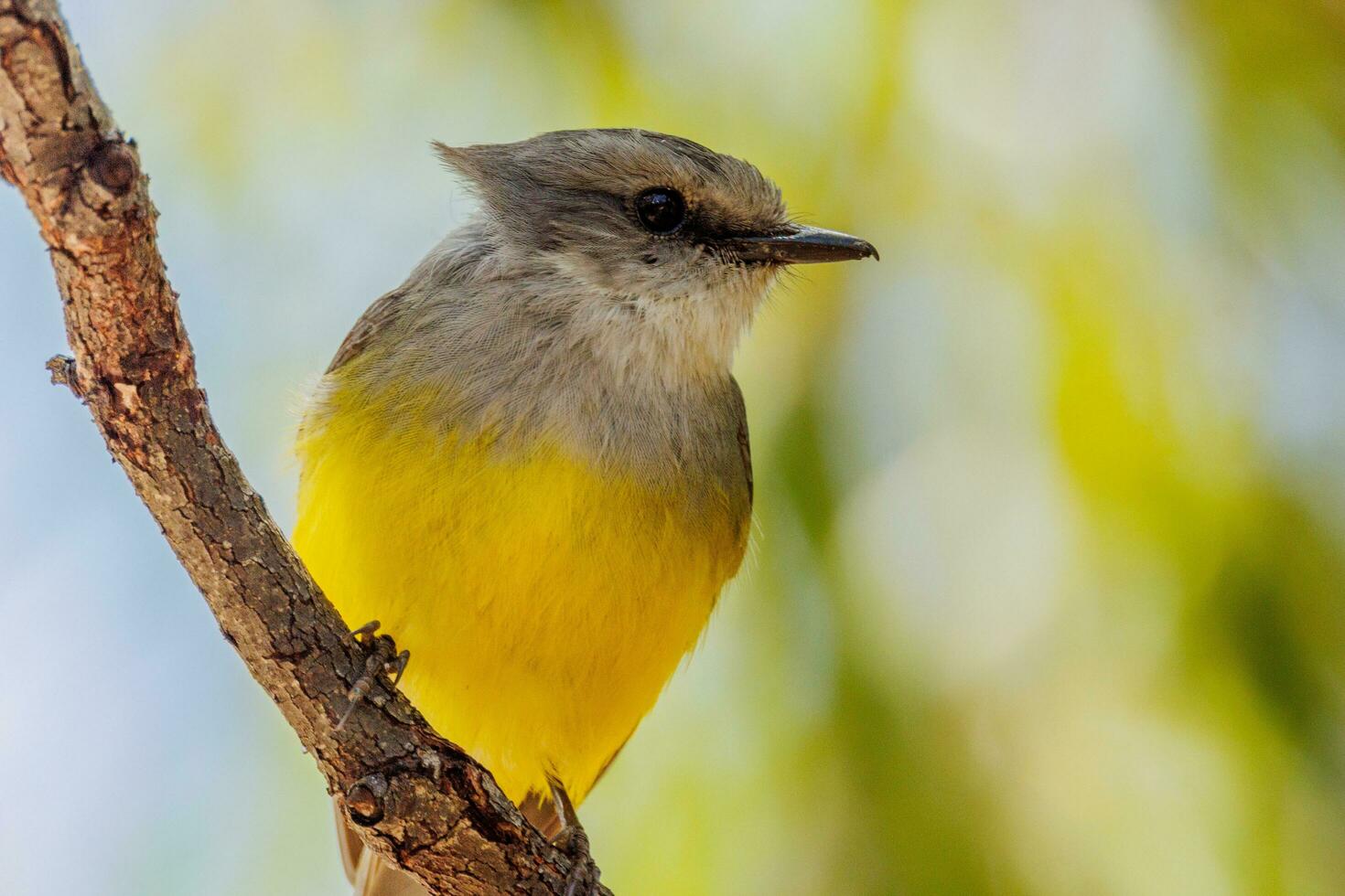 Western Yellow Robin photo