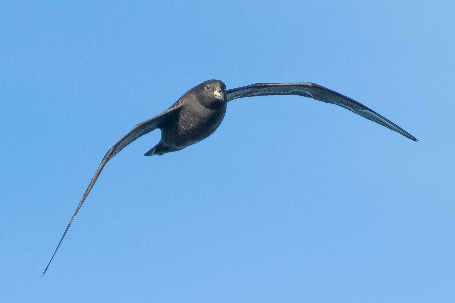 Westland Petrel in New Zealand photo