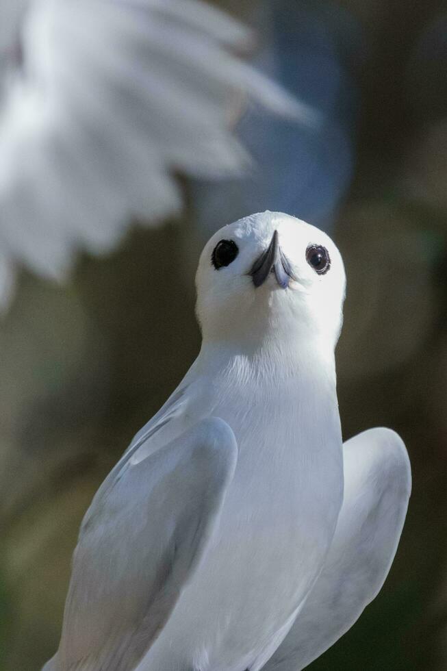 White Tern in Australia photo