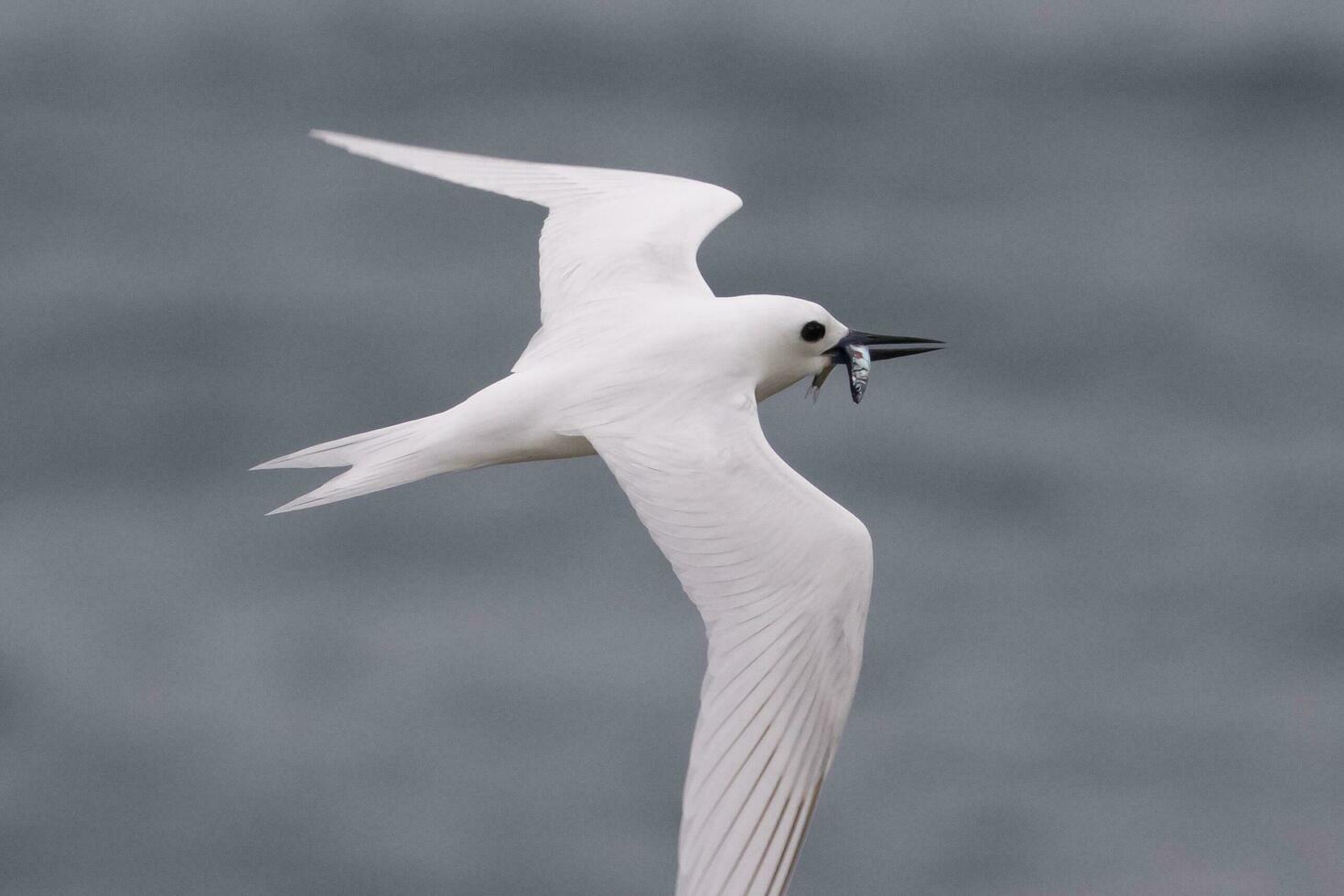 White Tern in Australia photo
