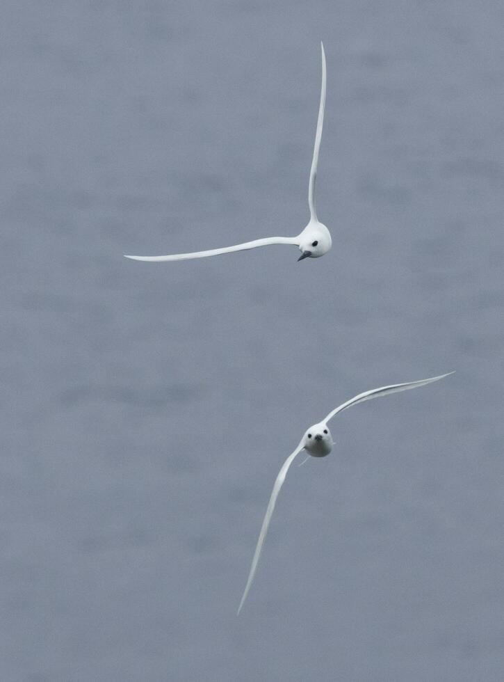 White Tern in Australia photo
