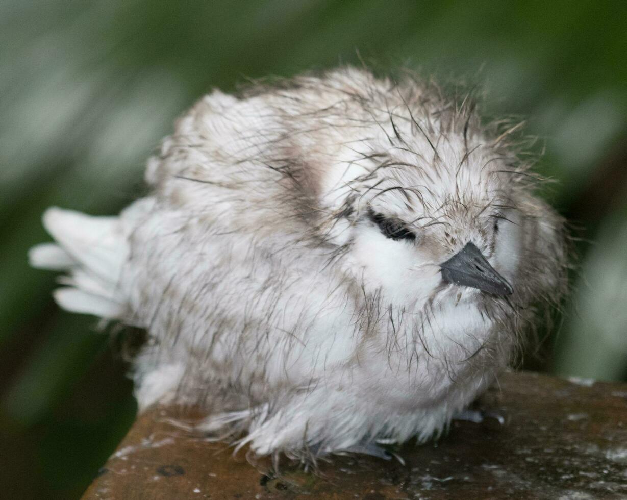 White Tern in Australia photo