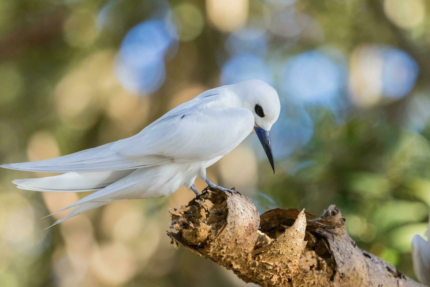 White Tern in Australia photo