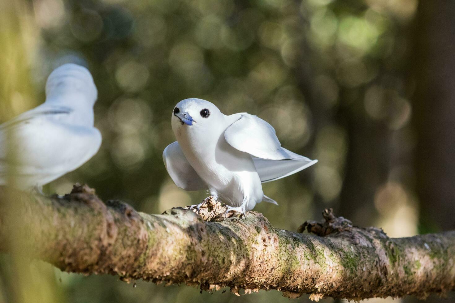 White Tern in Australia photo