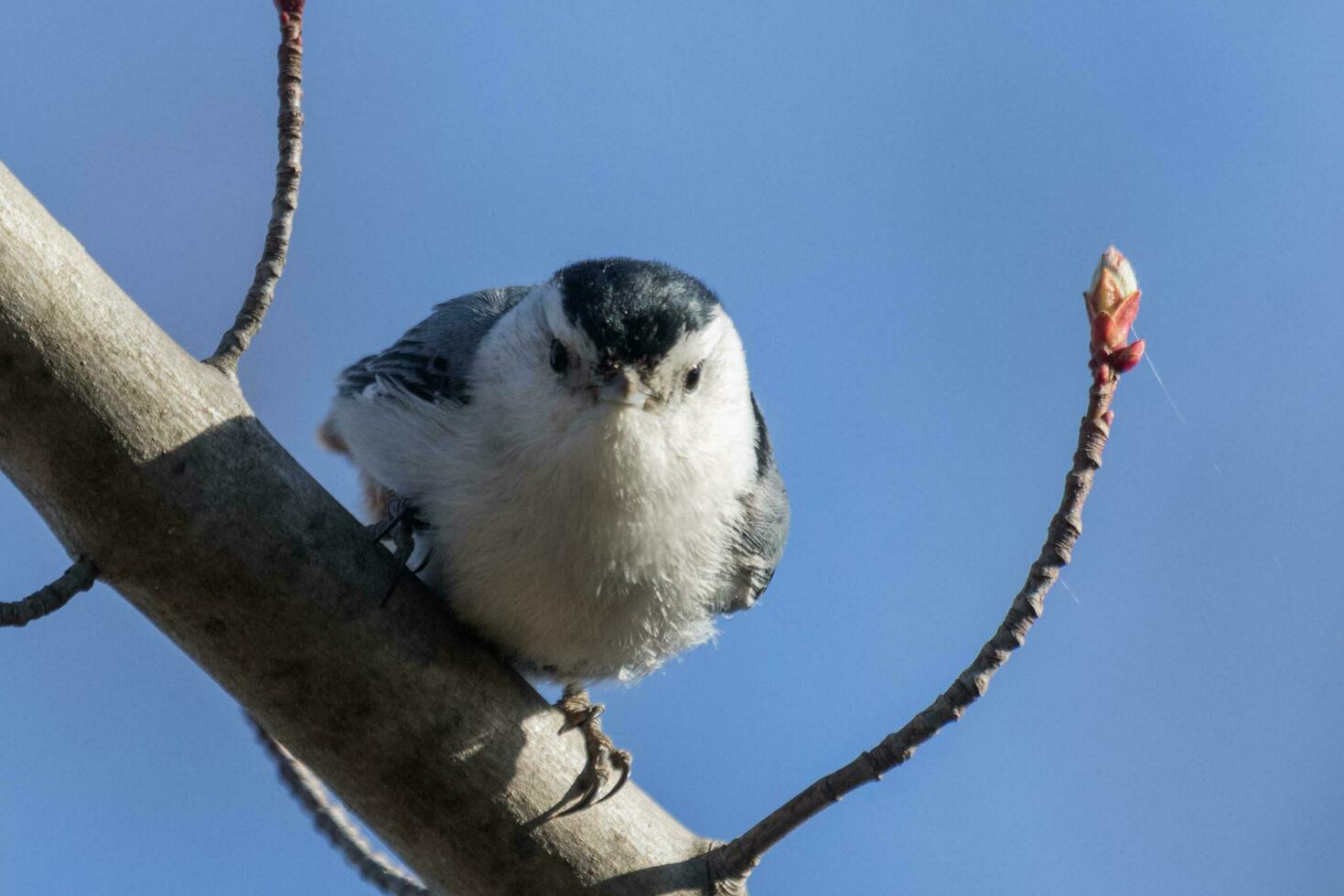 White-breasted Nuthatch in USA photo