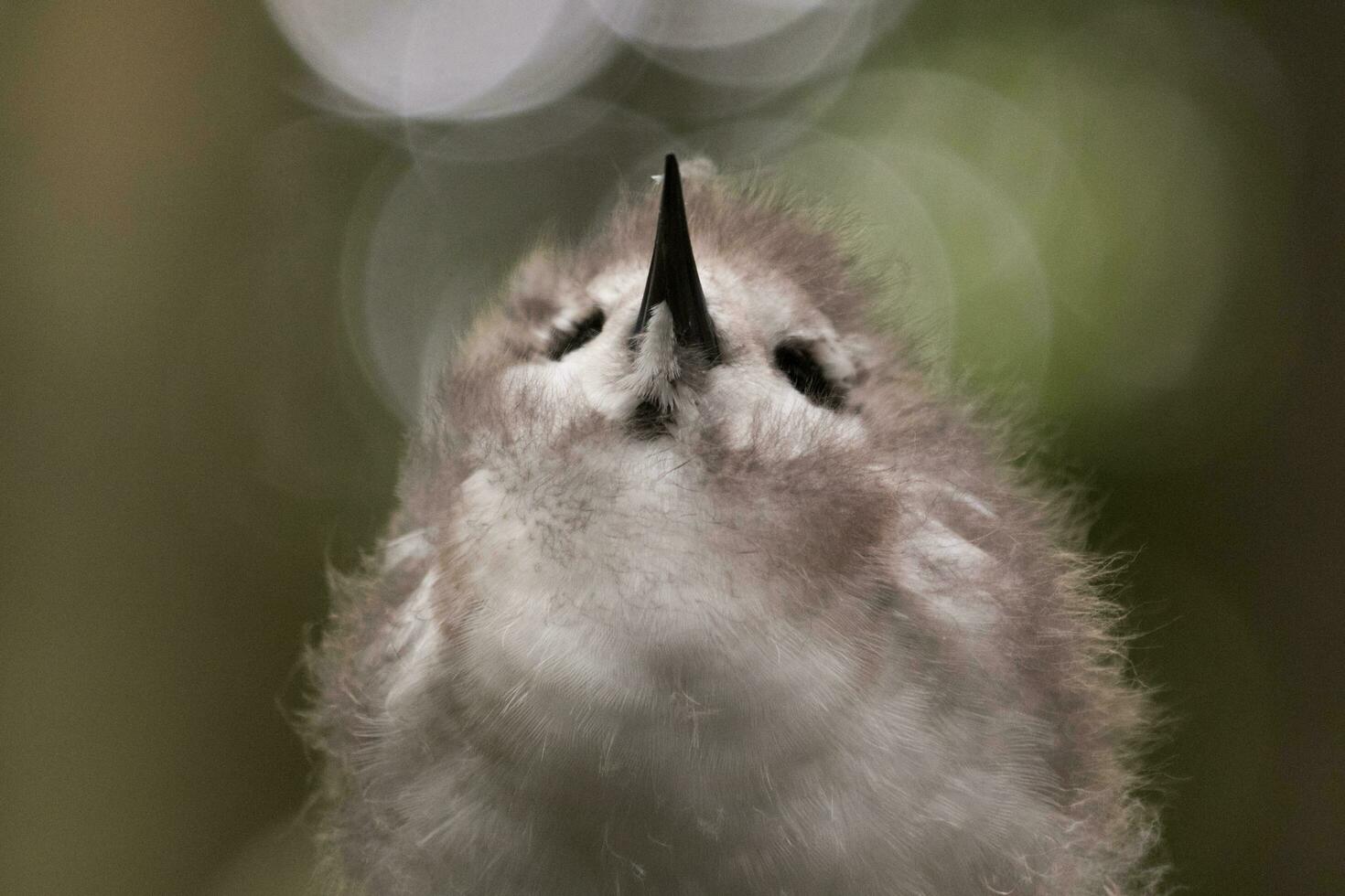 White Tern in Australia photo