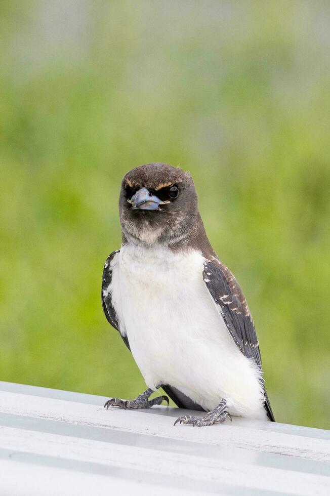 White-breasted Woodswallow in Australia photo