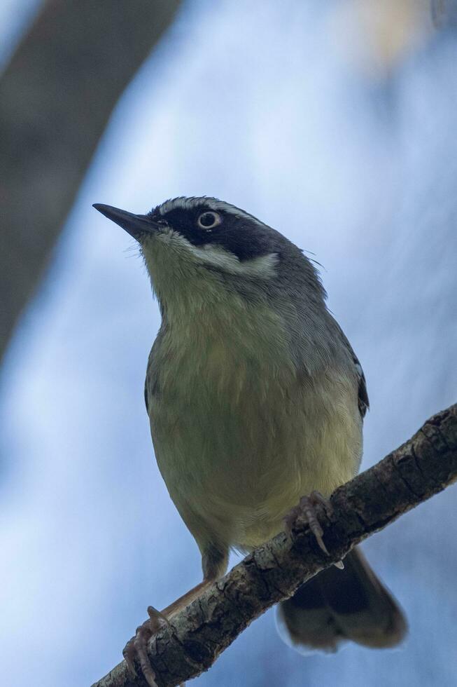 White-browed Scrubwren in Australia photo