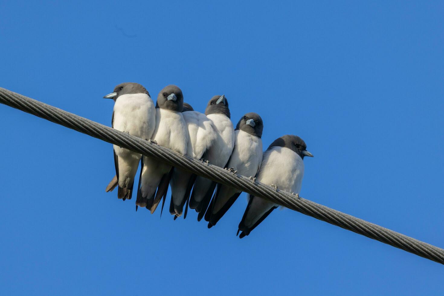 White-breasted Woodswallow in Australia photo