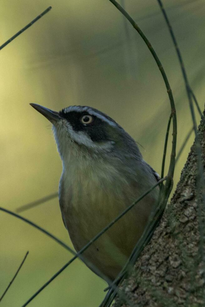 White-browed Scrubwren in Australia photo