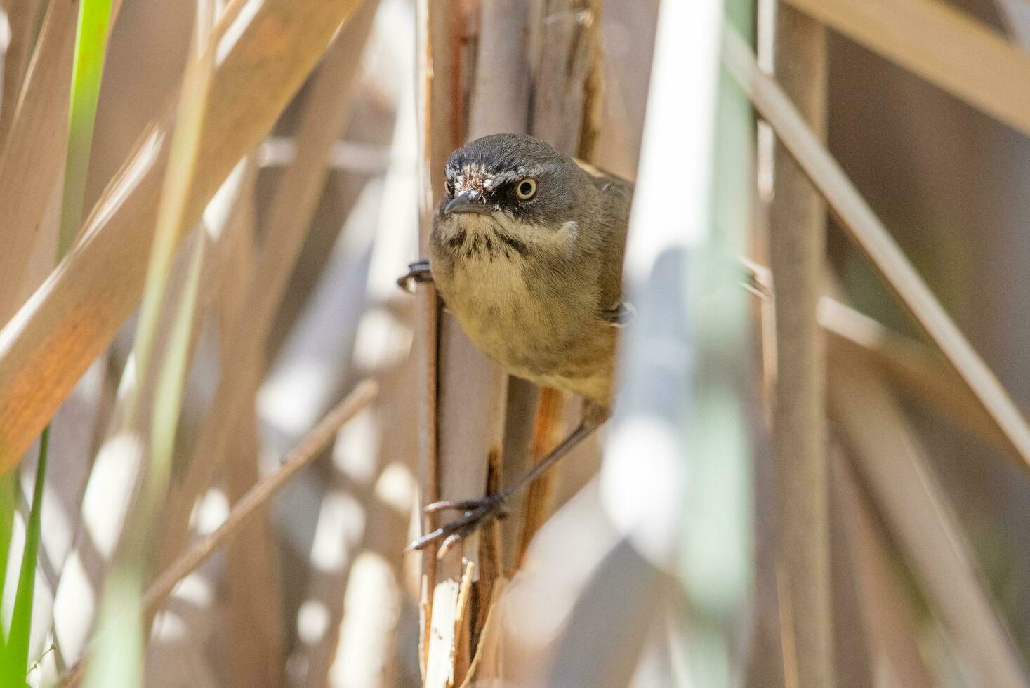 White-browed Scrubwren in Australia photo