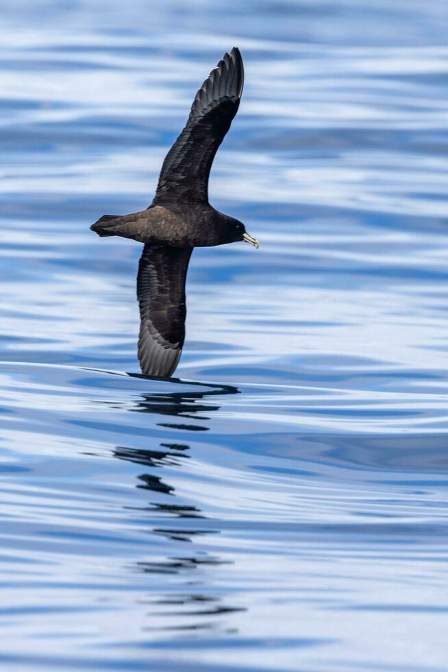 White-chinned Petrel in Australasia photo