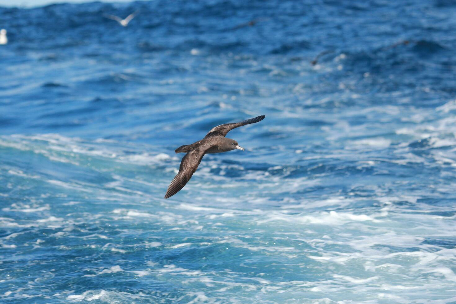 White-chinned Petrel in Australasia photo