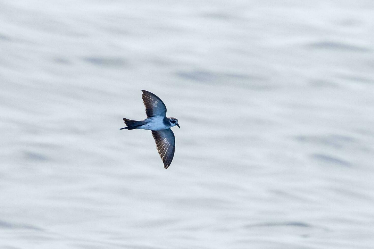 White-faced Storm Petrel in Australasia photo