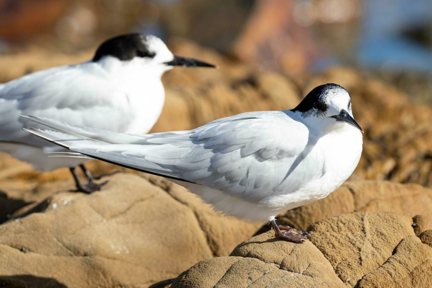 White-fronted Tern in Australia photo