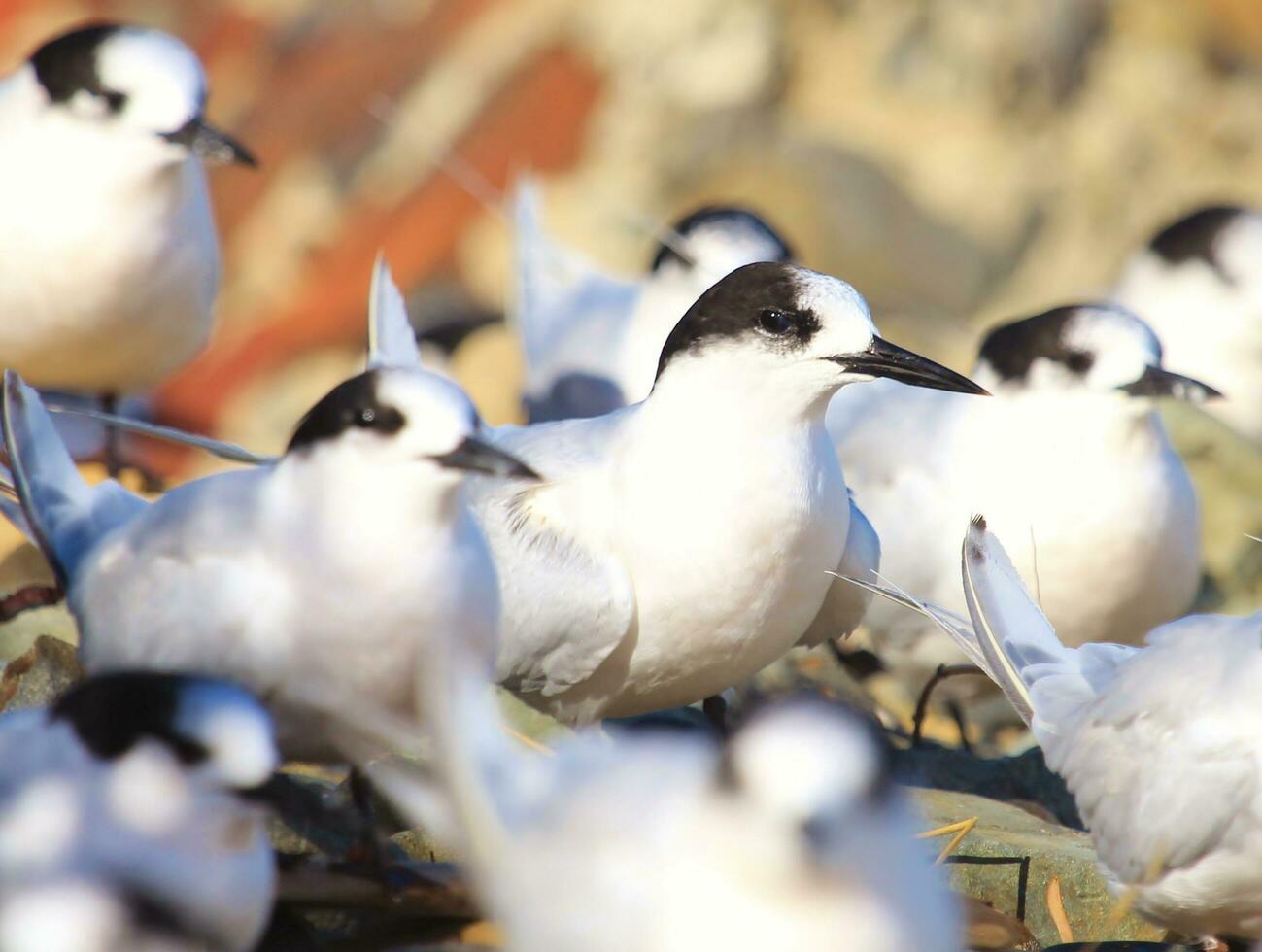 White-fronted Tern in Australia photo