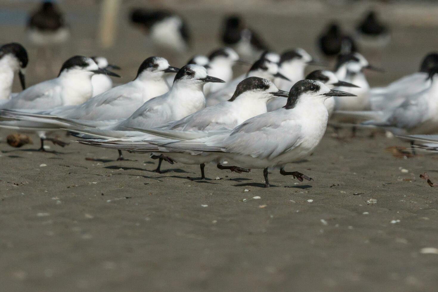 de frente blanca golondrina de mar en Australia foto