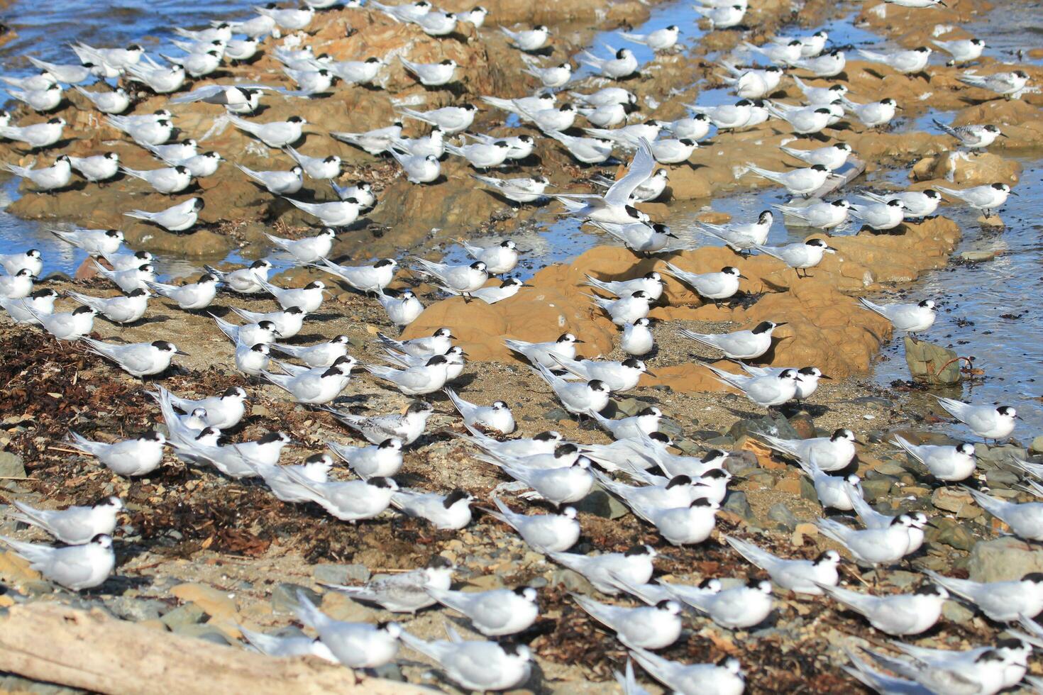 White-fronted Tern in Australia photo