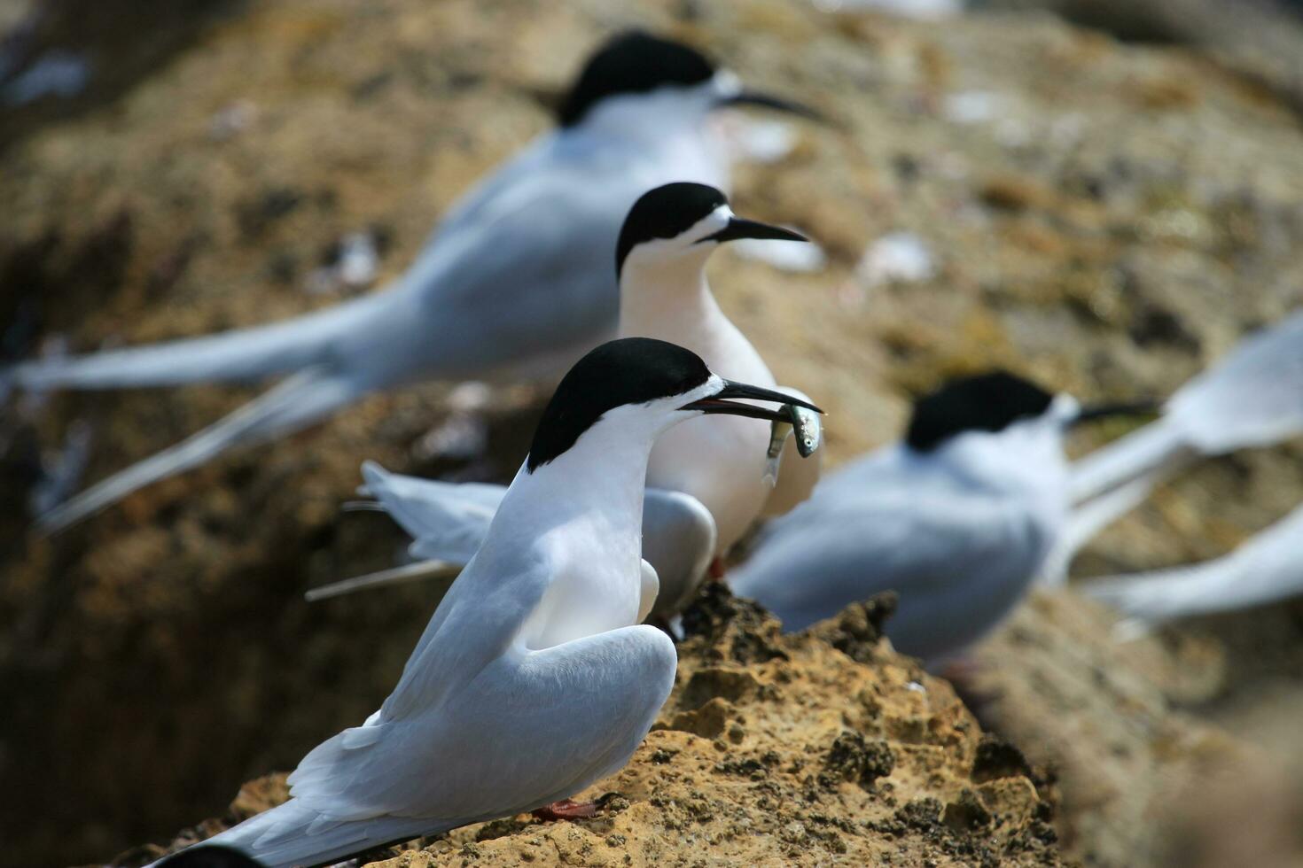 White-fronted Tern in Australia photo
