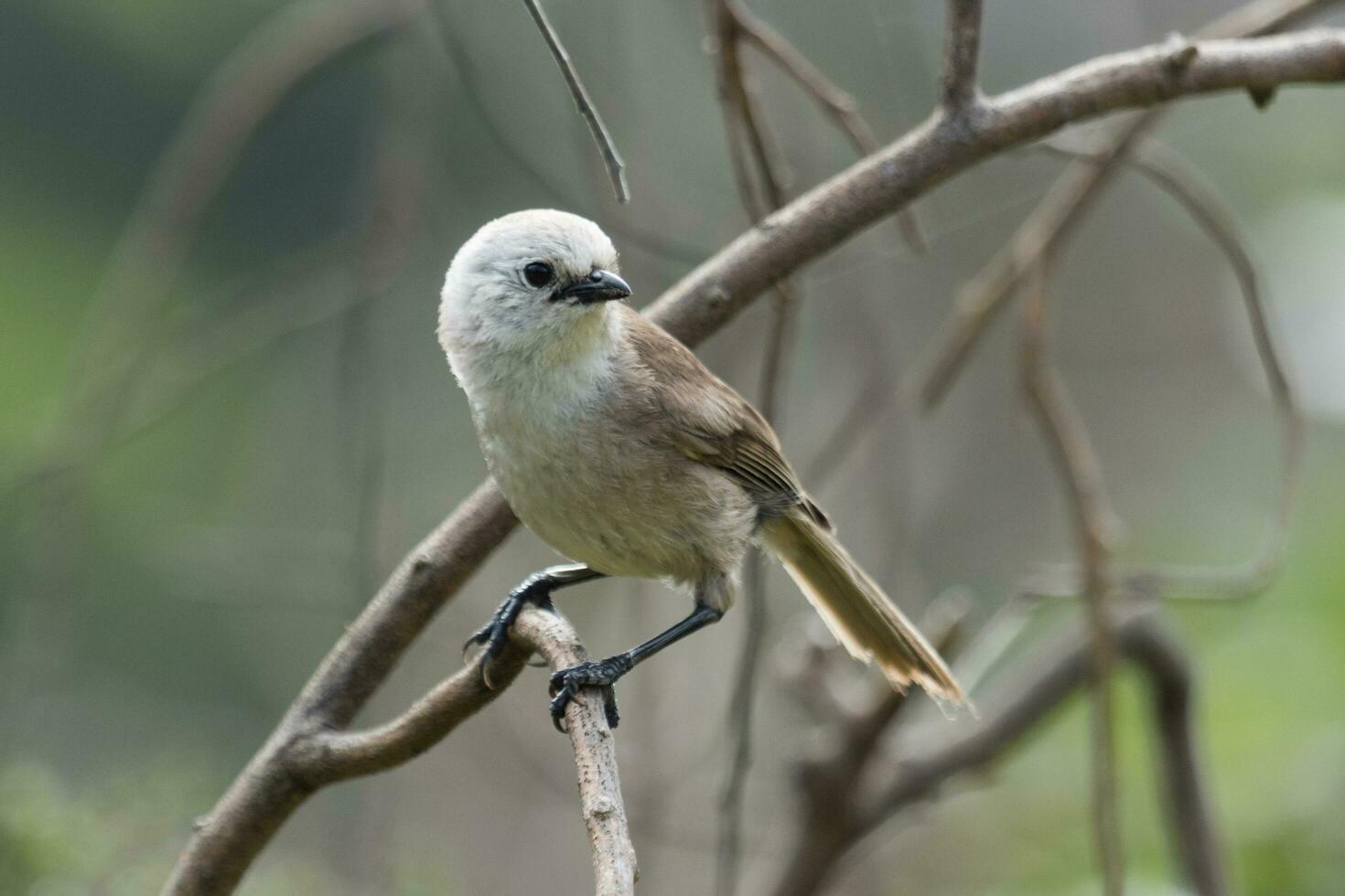 Whitehead in New Zealand photo