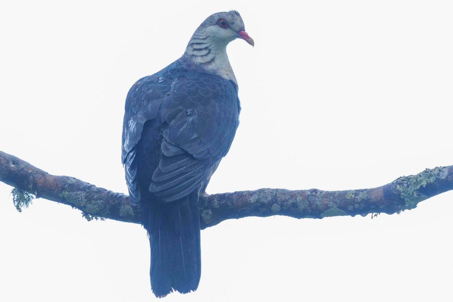 White-headed Pigeon in Australia photo