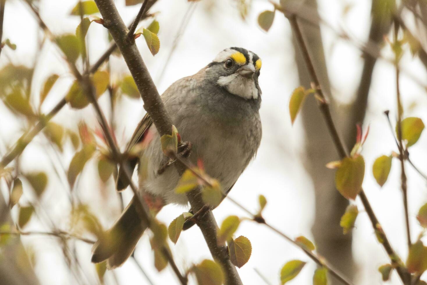 White-throated Sparrow in USA photo