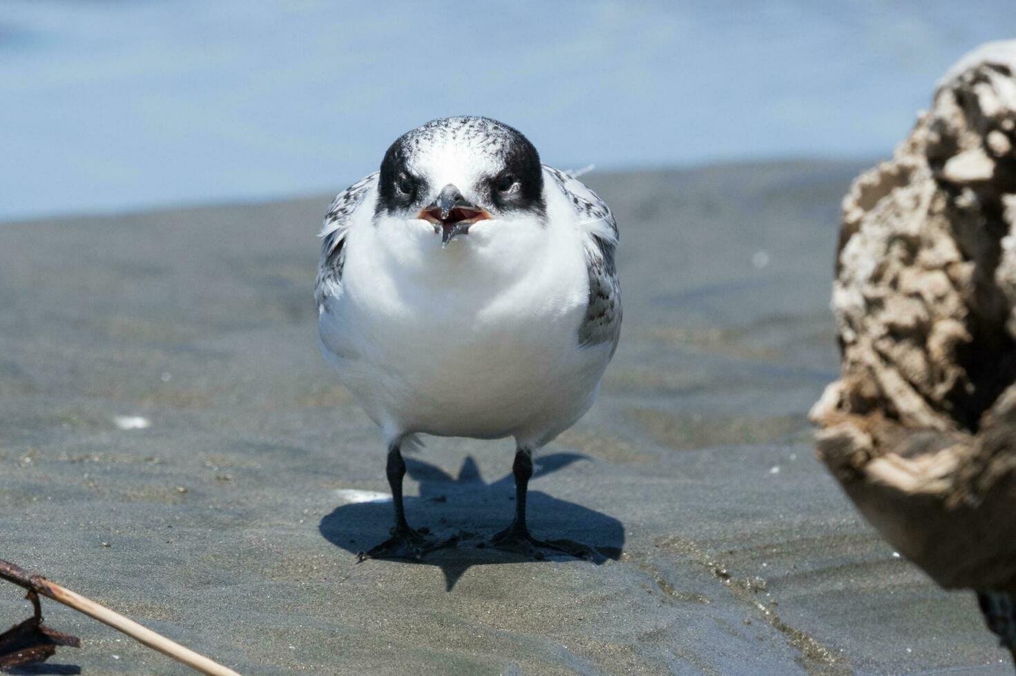 de frente blanca golondrina de mar en australasia foto