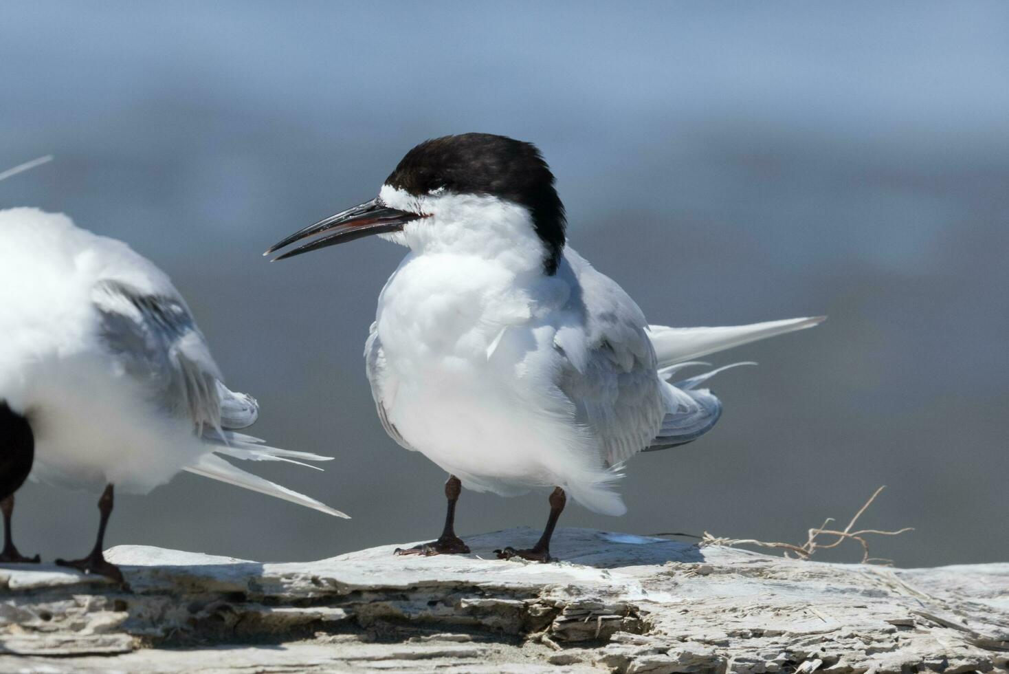 Tern Stock Photos, Images and Backgrounds for Free Download