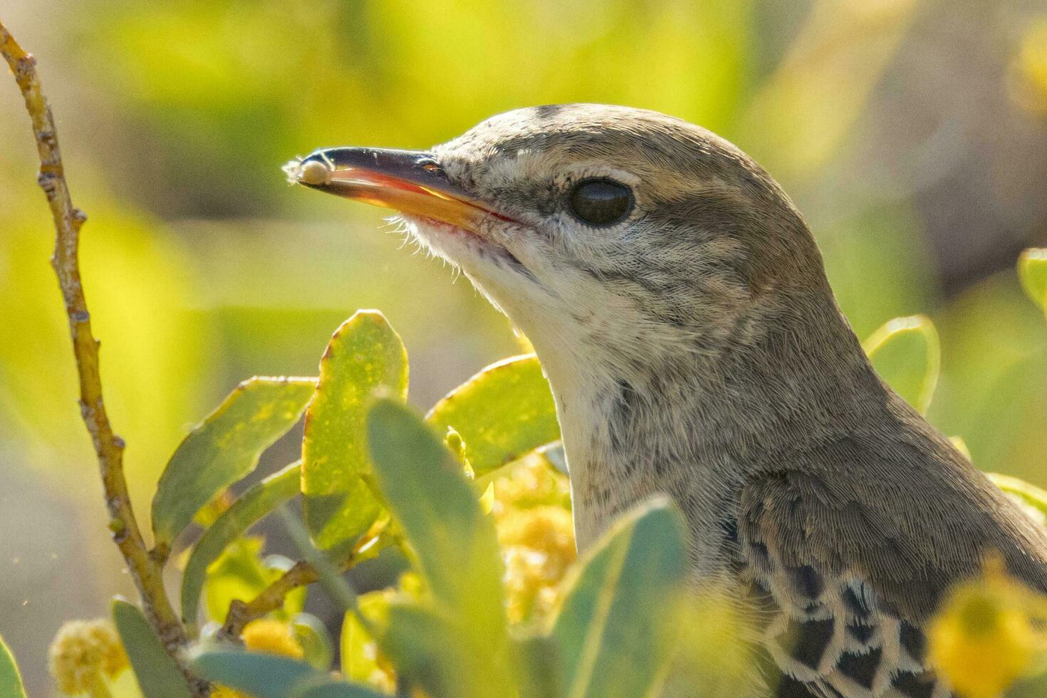 White-winged Triller in Australia photo