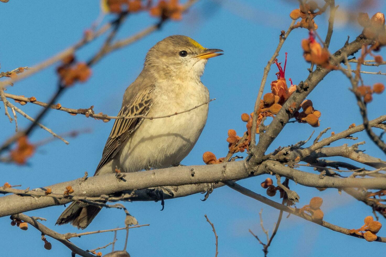 White-winged Triller in Australia photo