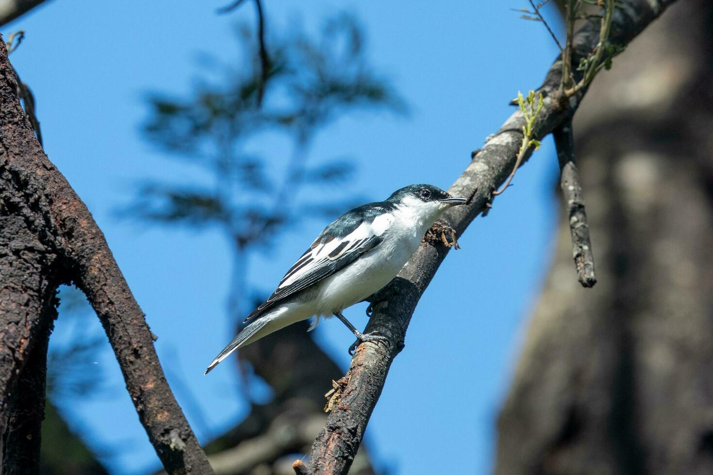 White-winged Triller in Australia photo