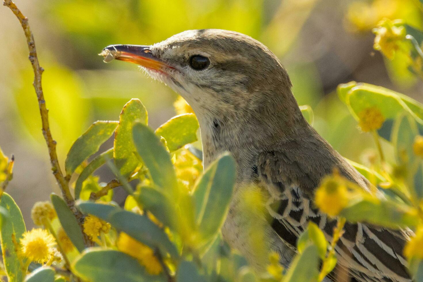 White-winged Triller in Australia photo