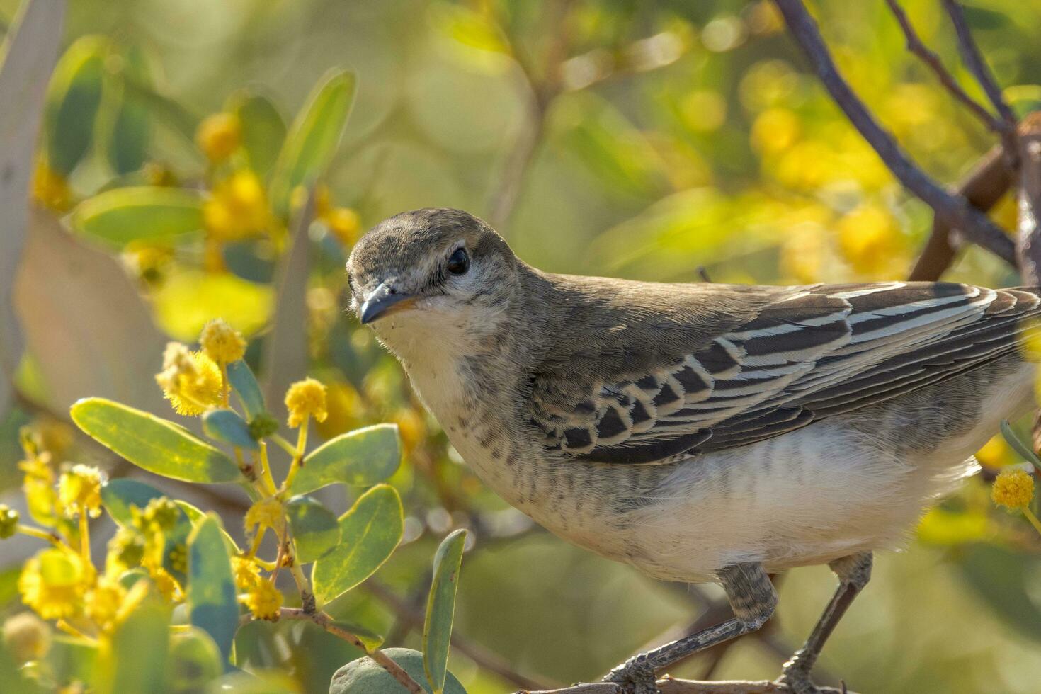 White-winged Triller in Australia photo