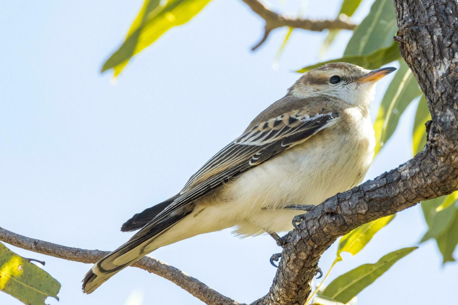 White-winged Triller in Australia photo