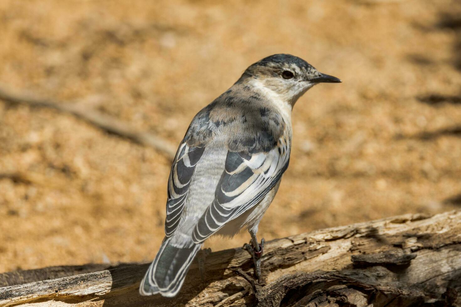 White-winged Triller in Australia photo