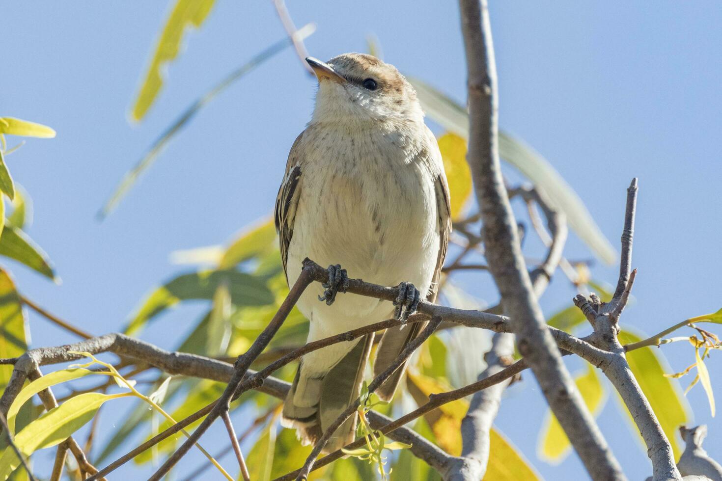 White-winged Triller in Australia photo