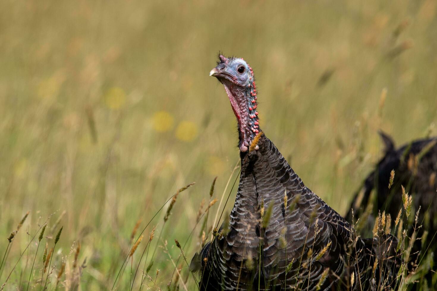 Wild Turkey Bird photo