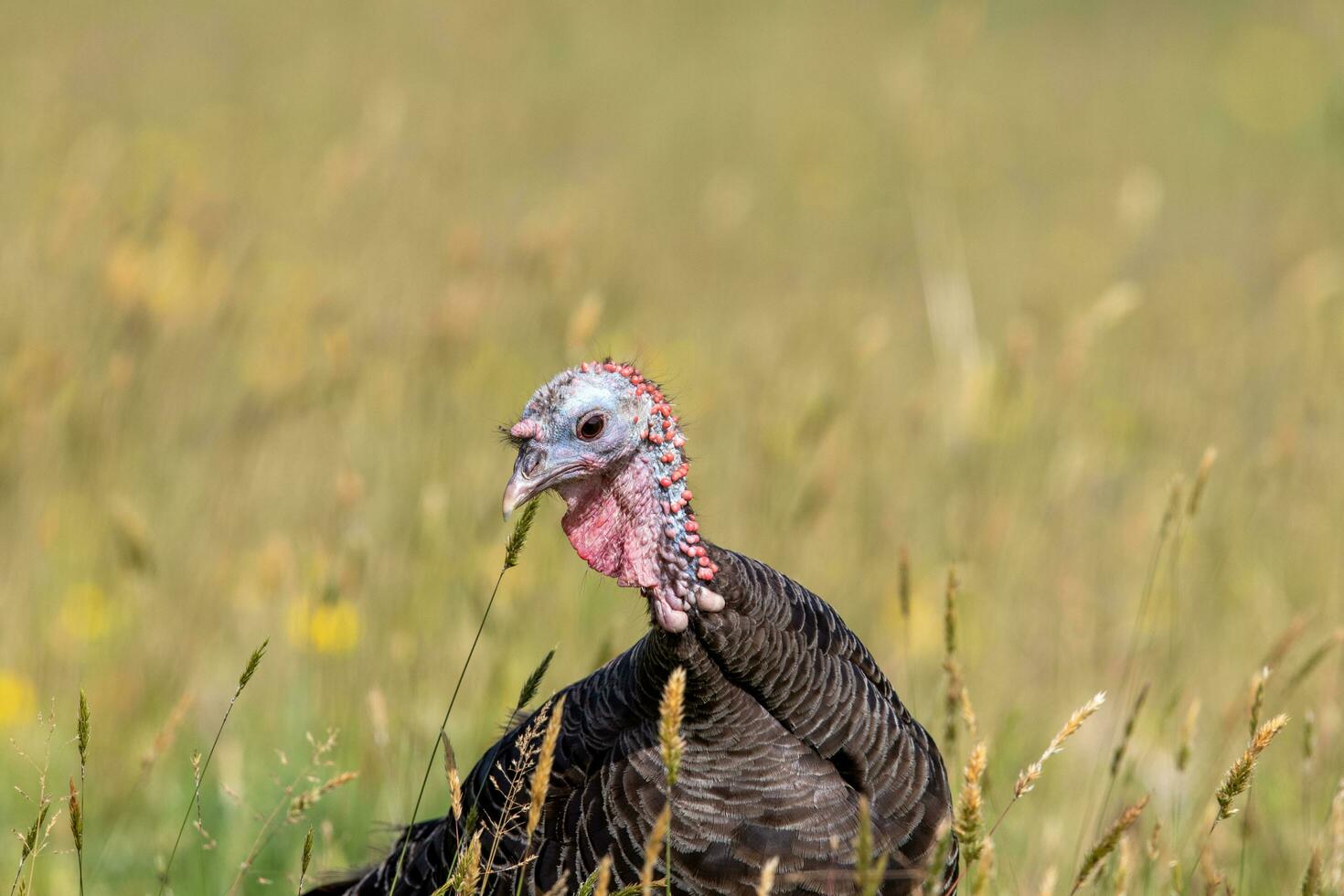 salvaje Turquía pájaro foto