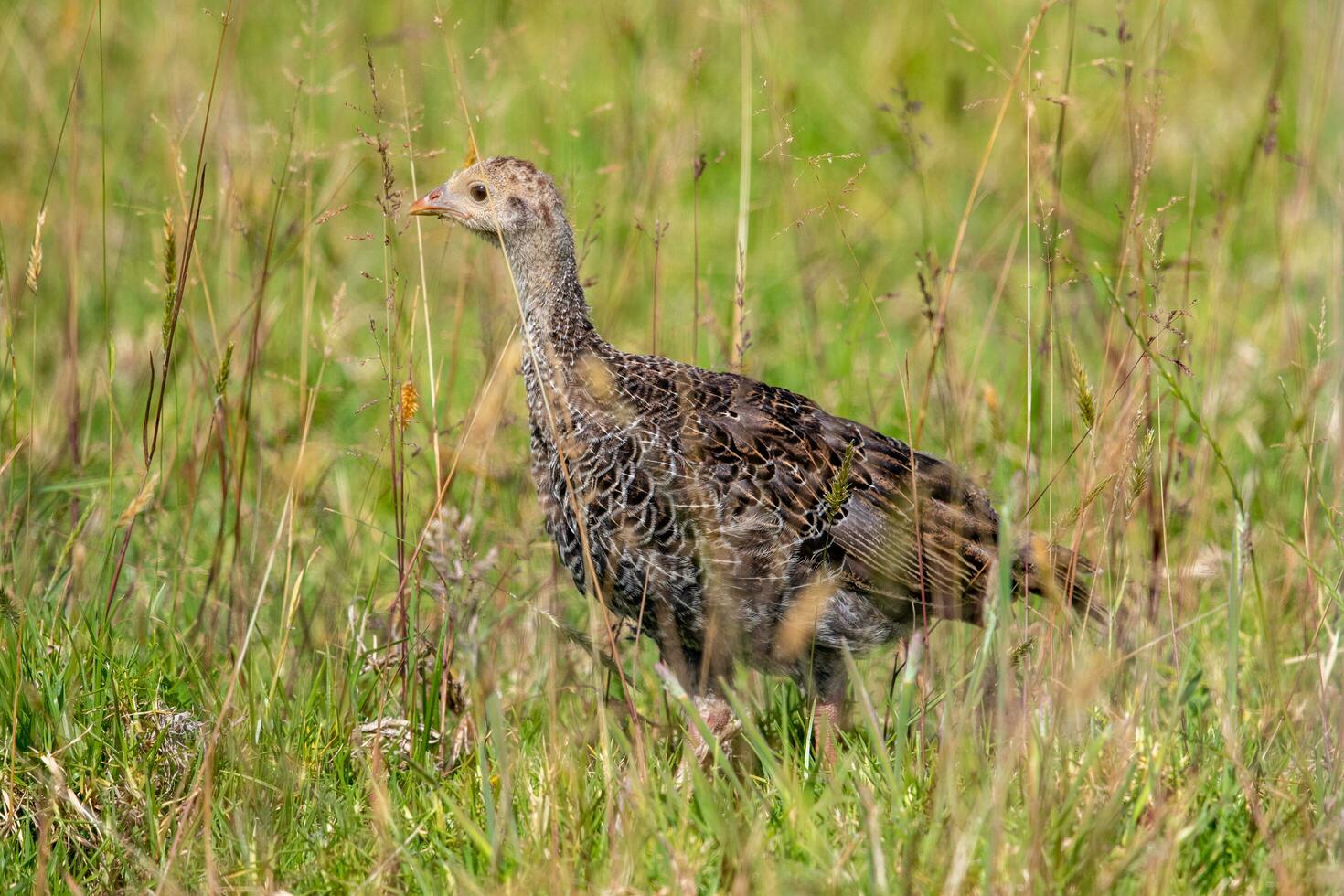 Wild Turkey Bird photo