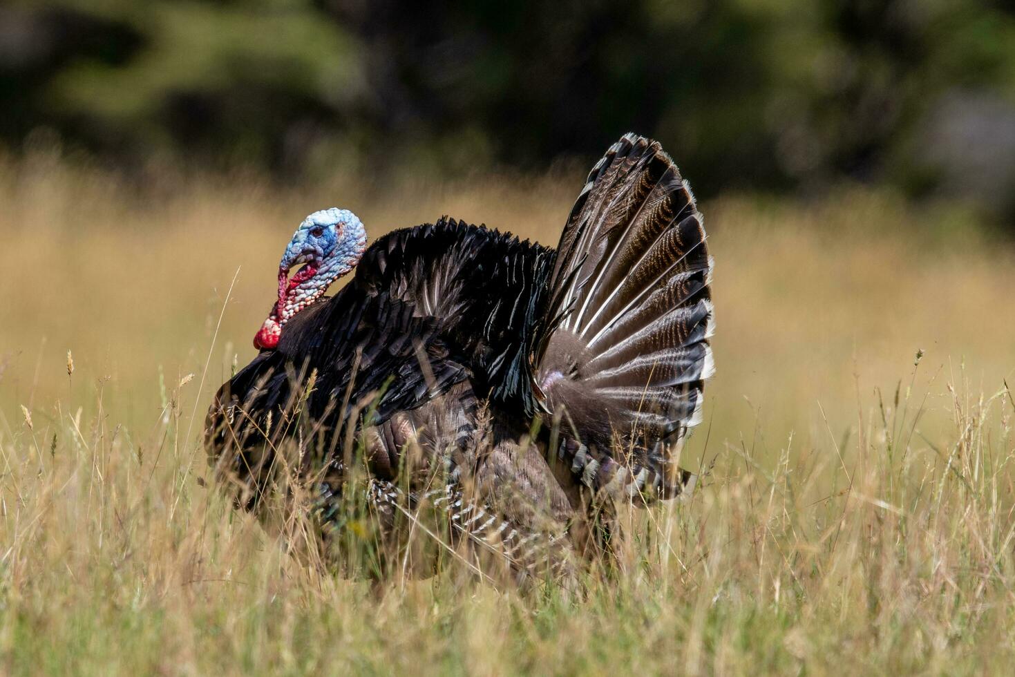 Wild Turkey Bird photo