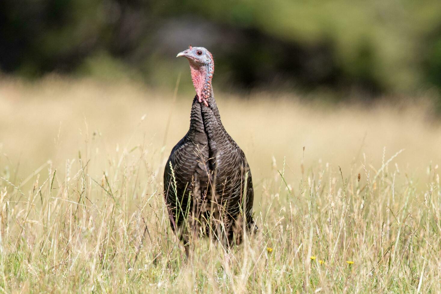 salvaje Turquía pájaro foto