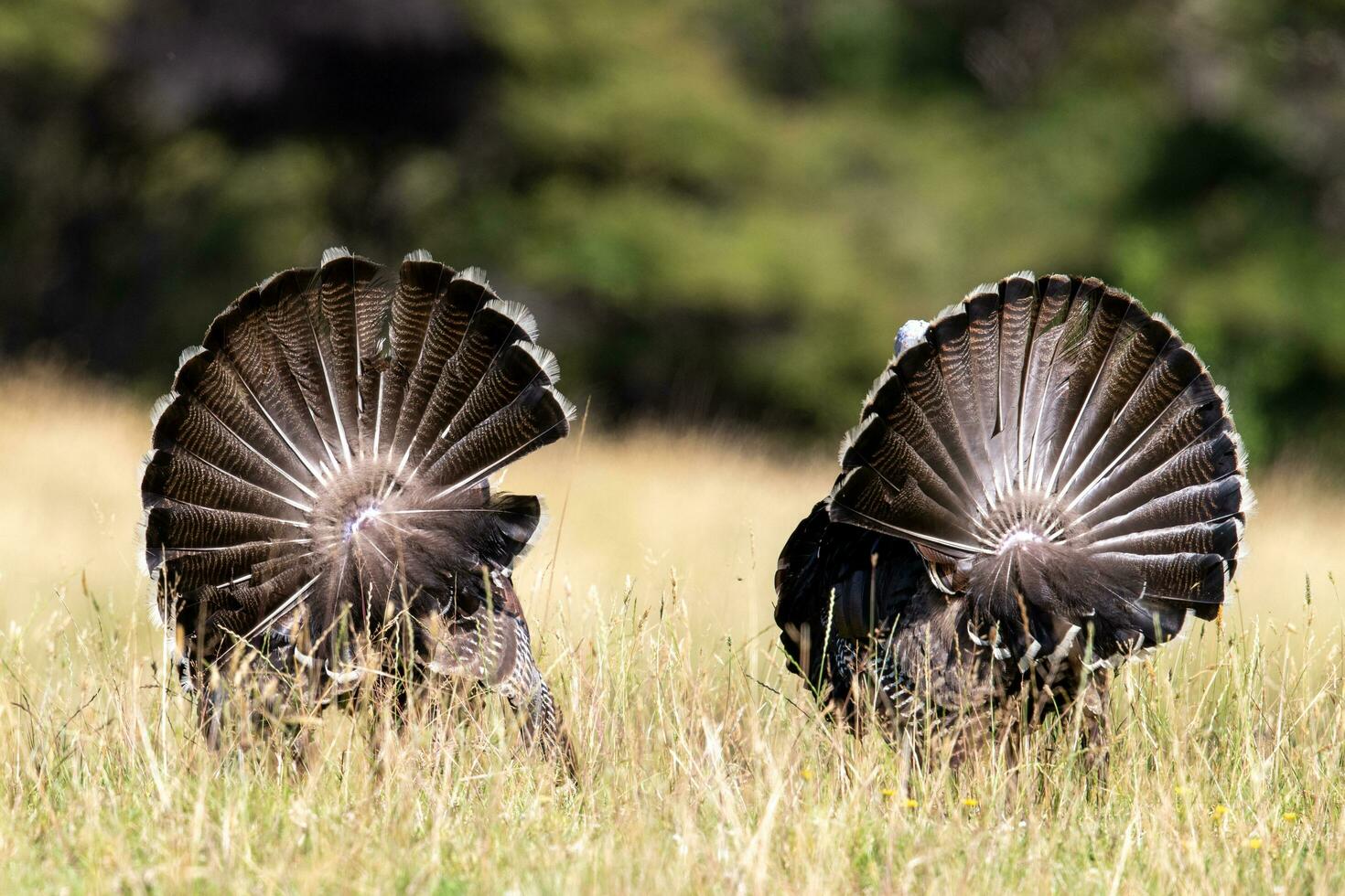 Wild Turkey Bird photo